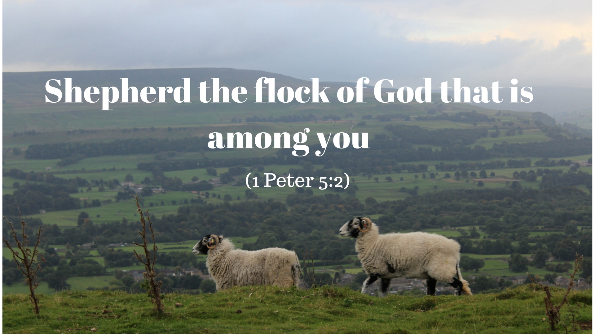Shepherd the flock of God that is among you. - David Maby